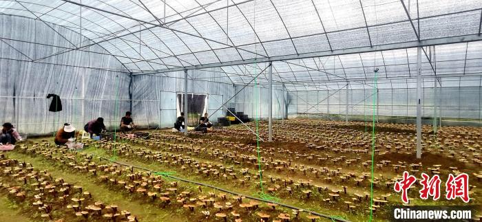 圖為紅太陽科技示范家庭農場組織民眾采收靈芝。 平措旺青供圖