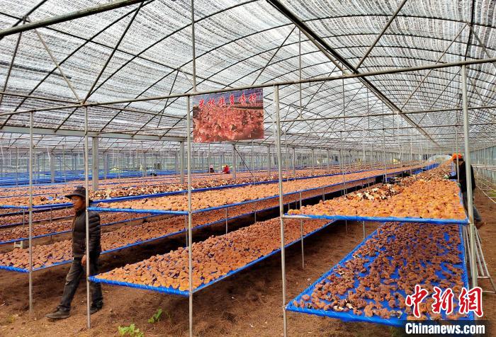 圖為紅太陽科技示范家庭農場采收的靈芝。 平措旺青供圖