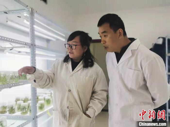 山東援藏接力發展高原蔬菜產業托穩雪域高原“菜籃子”