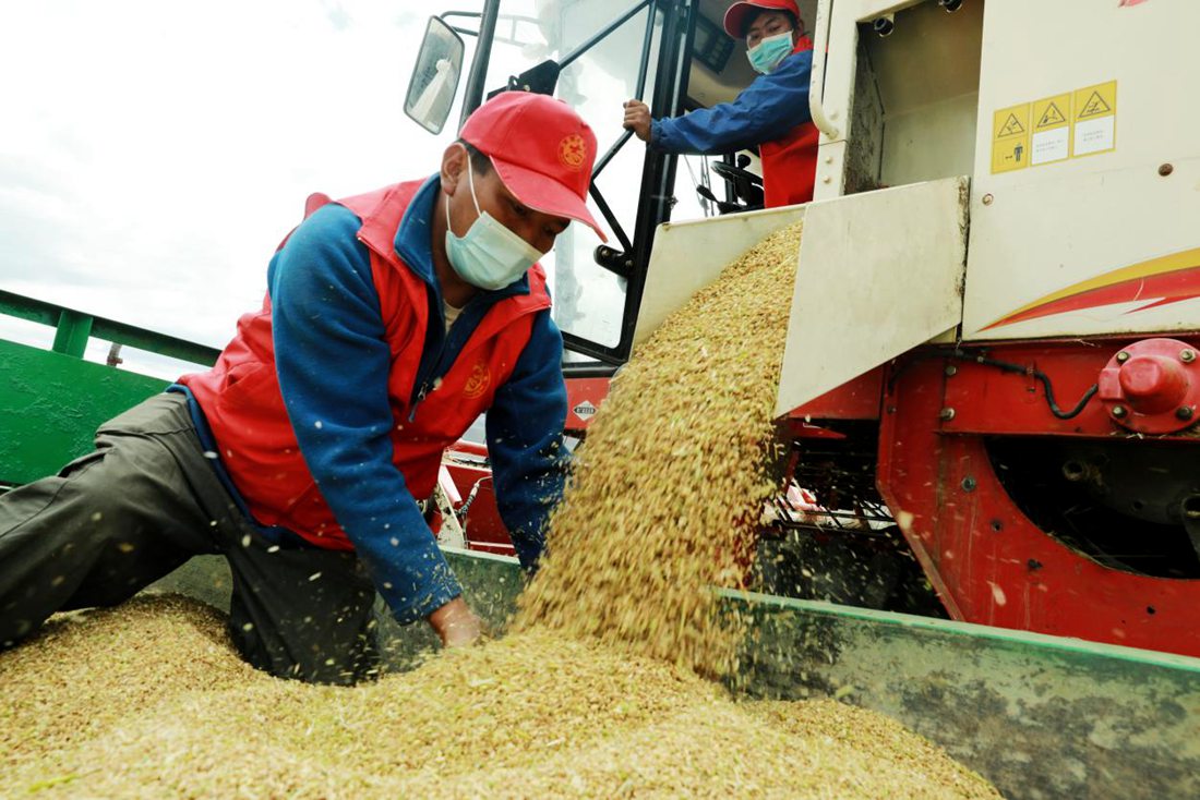 疫情之下，志愿者是田間最美的風景。洛克攝