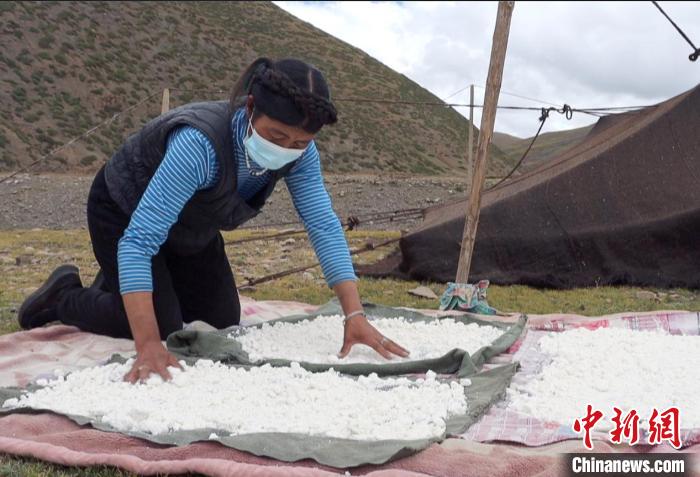 圖為牧民正在制作奶渣。　日喀則文聯供圖