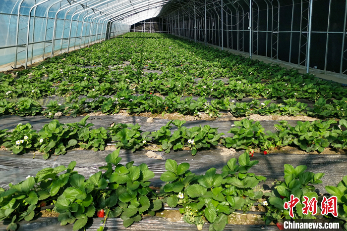 圖為10月21日,康馬縣薩馬達鄉高原溫室大棚內的草莓長勢良好。<a target='_blank' href='/'><p align=