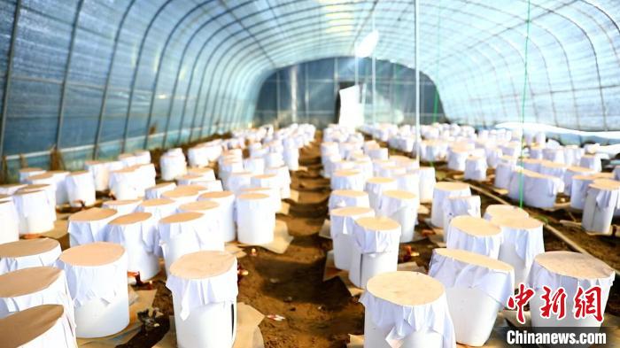 圖為靈芝套袋。 鄧巴 攝