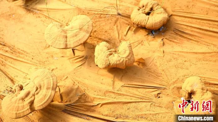 圖為靈芝基地內孢子粉布滿塑料膜。 德吉 攝