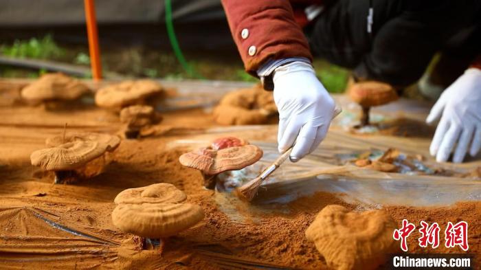 圖為農民采收靈芝孢子粉。 德吉 攝