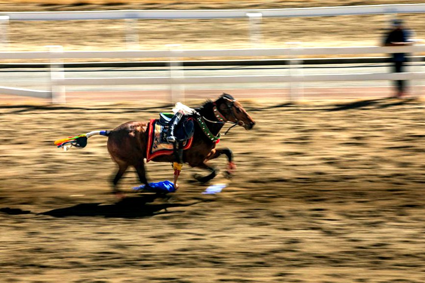 藏歷新年，精彩的馬術表演。張靜攝