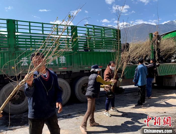 民眾搬運(yùn)苗木。 昌都市芒康縣委宣傳部供圖