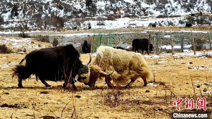 圖為角木那村生態散養的牦牛正在嬉戲?！“蜕Ｇ?　攝