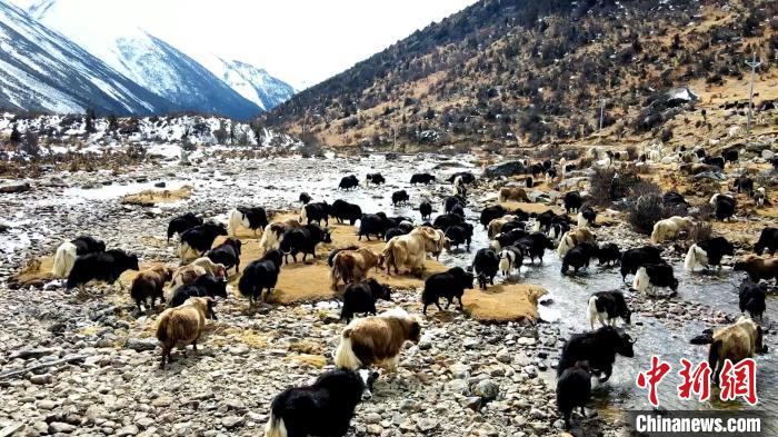 圖為角木那村生態散養的牦牛正在覓食?！『槿艉?攝