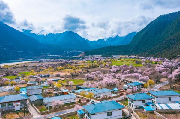 人間桃花源!林芝桃花有多絕?