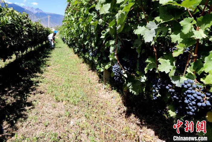 昌都芒康縣依托“兩江流域”干熱河谷地帶地理優勢將康巴蜜橘、蘋果、甜石榴、葡萄、蜜桃等經濟林木種植。 昌都市芒康縣委宣傳部供圖