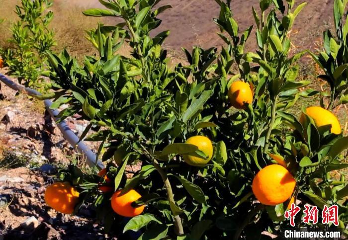 昌都芒康縣依托“兩江流域”干熱河谷地帶地理優勢將康巴蜜橘、蘋果、甜石榴、葡萄、蜜桃等經濟林木種植。 昌都市芒康縣委宣傳部供圖