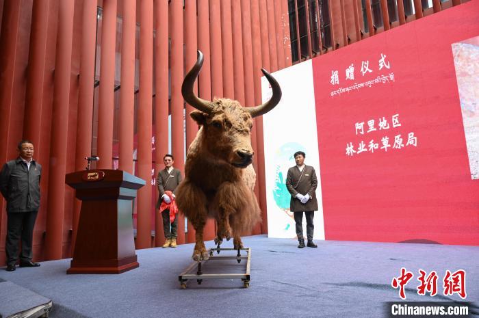 圖為阿里地區(qū)林草局捐贈(zèng)的金絲野牦牛標(biāo)本。 趙朗 攝