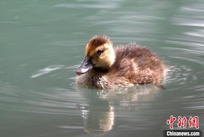 圖為6月22日,棲息在拉魯濕地的白眼潛鴨。 李林 攝