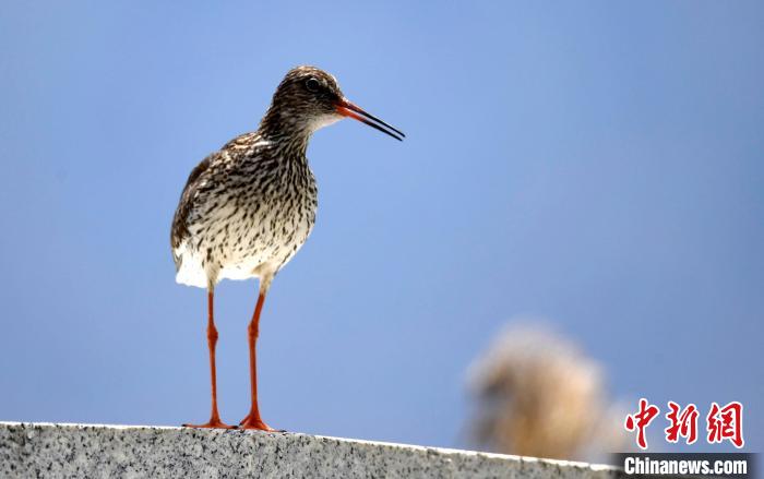圖為6月22日,棲息在拉魯濕地的紅腳鷸。 李林 攝