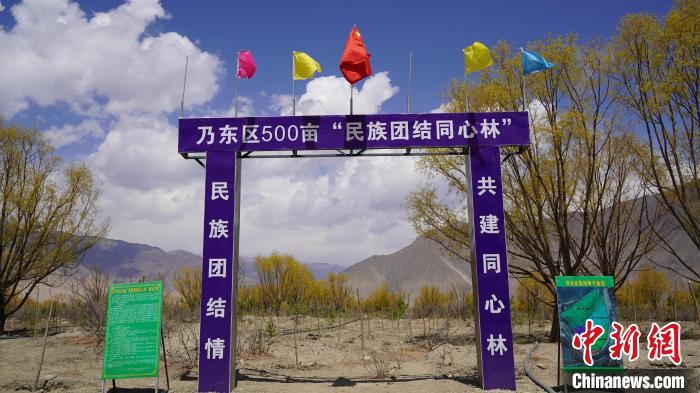 圖為“民族團結同心林”項目。 乃東融媒供圖
