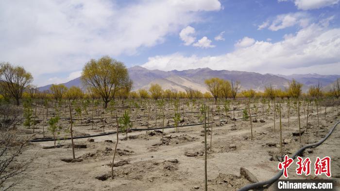 圖為位于乃東區雅魯藏布江河畔的“民族團結同心林”已初具雛形。 乃東融媒供圖