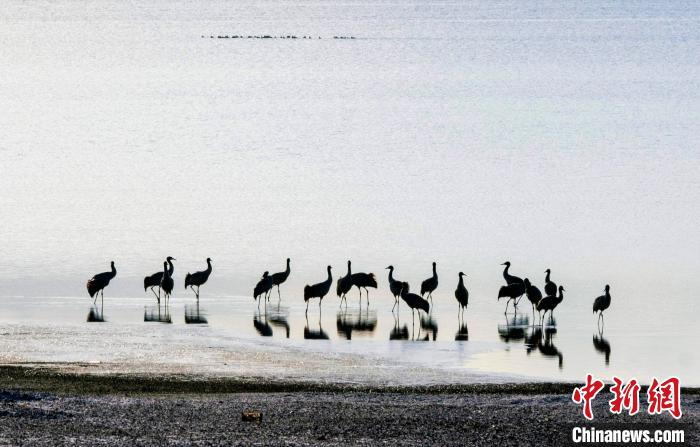 西藏黑頸鶴種群數量持續增長