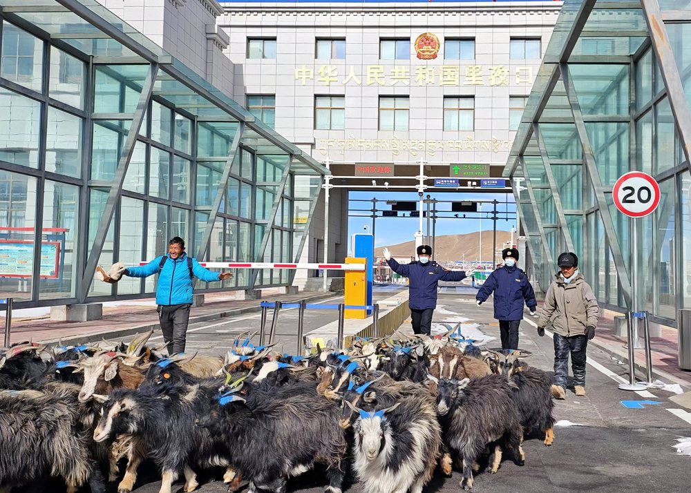 海關關員監管驗放出口活羊。次旺久美攝